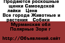 Продаются роскошные щенки Самоедской лайки › Цена ­ 40 000 - Все города Животные и растения » Собаки   . Мурманская обл.,Полярные Зори г.